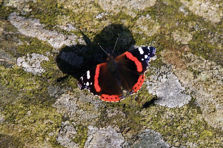 Red Admiral butterfly at Chesters