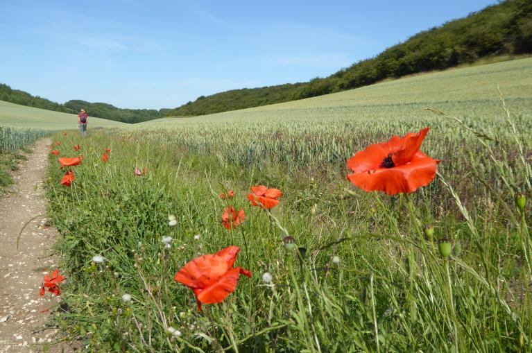 Poppies on your cycle in the Yorkshire Wolds (c)Andrew Bowden